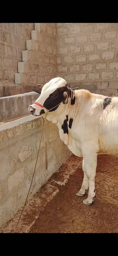 Nakabposh Bachra available for sale, Qurbani 2026