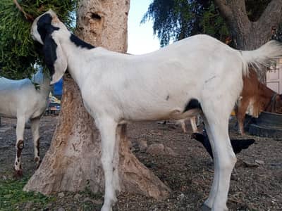 khassi Bakray for sale