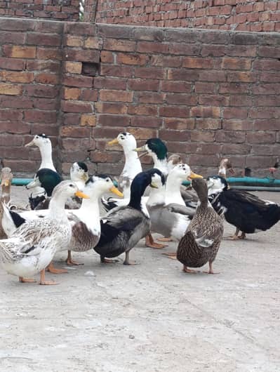 0306066616 jis NY leni Hain bs wo contact kry