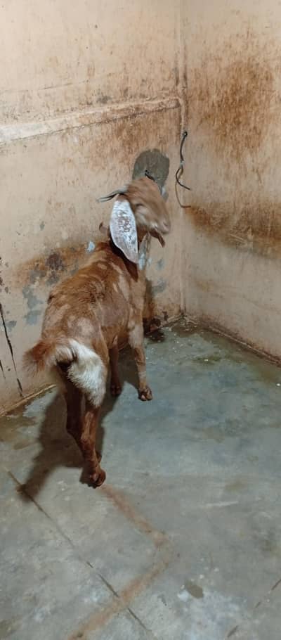 Qurbani ke liye sehatmand bakri available