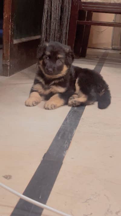 German shepherd puppy