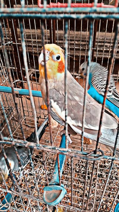 2 Male Cocktails and one Budgie For Sell.