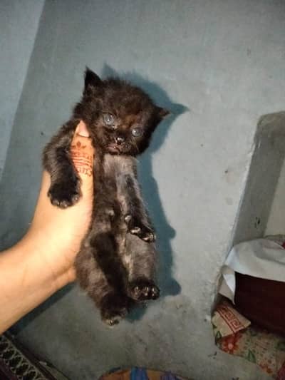 Persian cat extra fluffy double coat chocolate colour