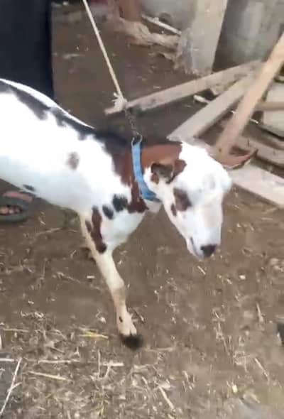 Abluck Teddy Bakra Breader 2 dant