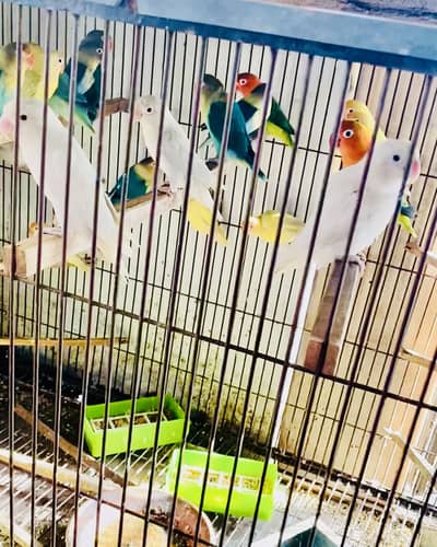 Lovebirds colony
