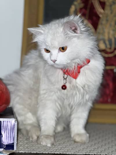 Persian Female cat