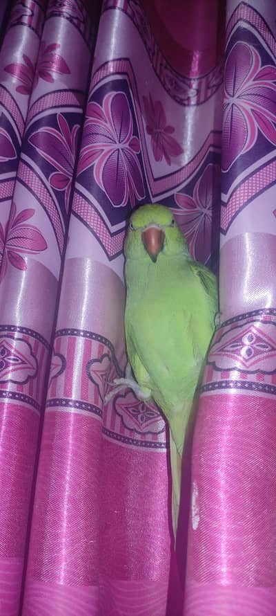 I want to sale ringnack 2 female