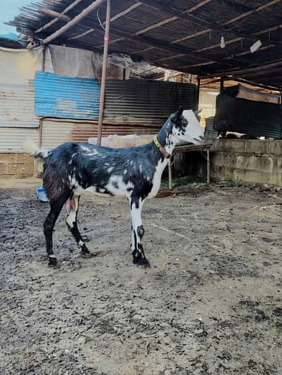 Teddy Bakri with kid
