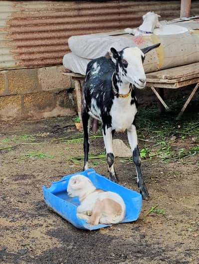 Teddy Bakri with kid