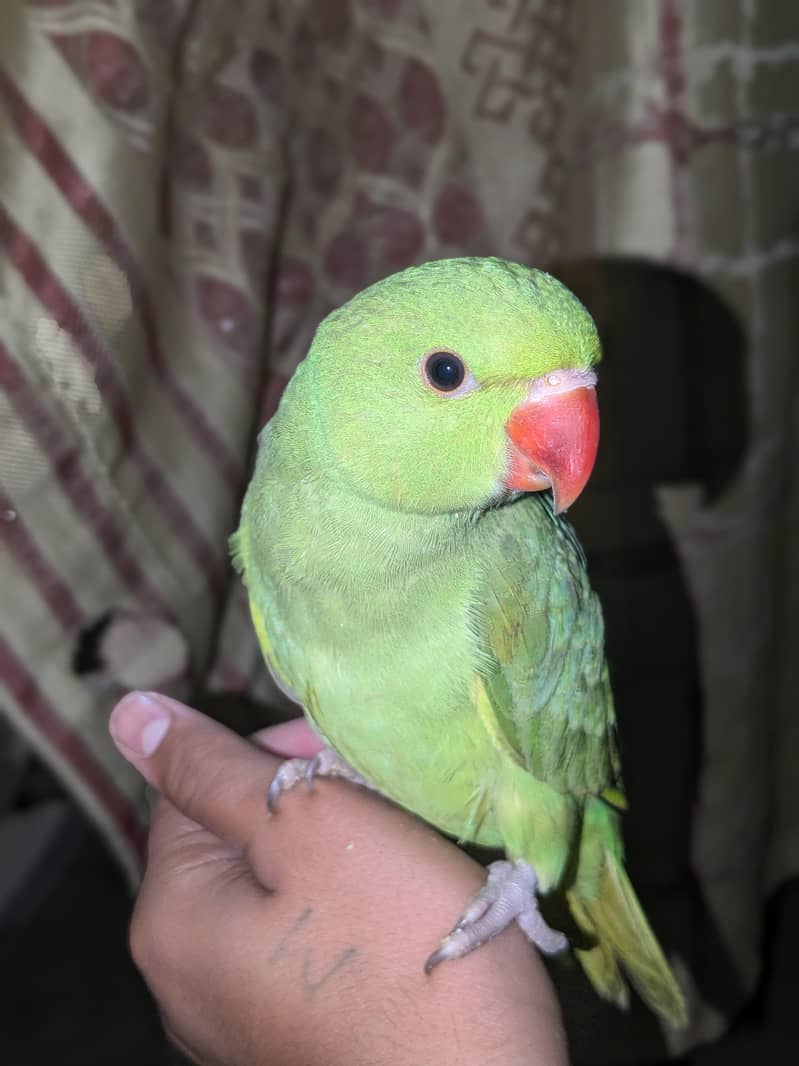 friendly parrot 1