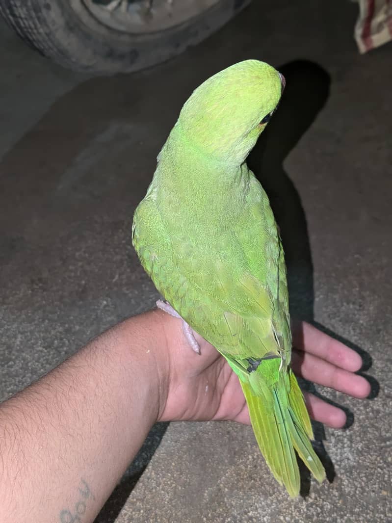 friendly parrot 2