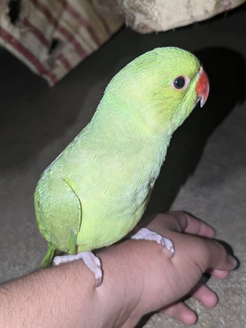 friendly parrot 3