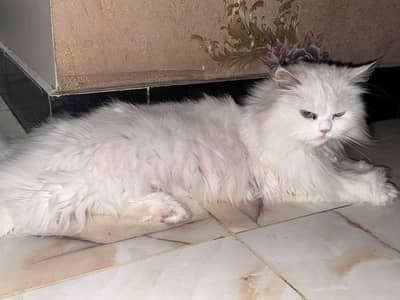 white female persian cat available