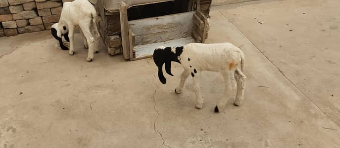 soweet tow boys 60000 hzr