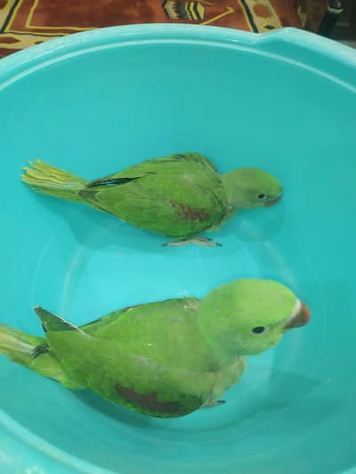 Kashmiri Raw Parrot Chicks