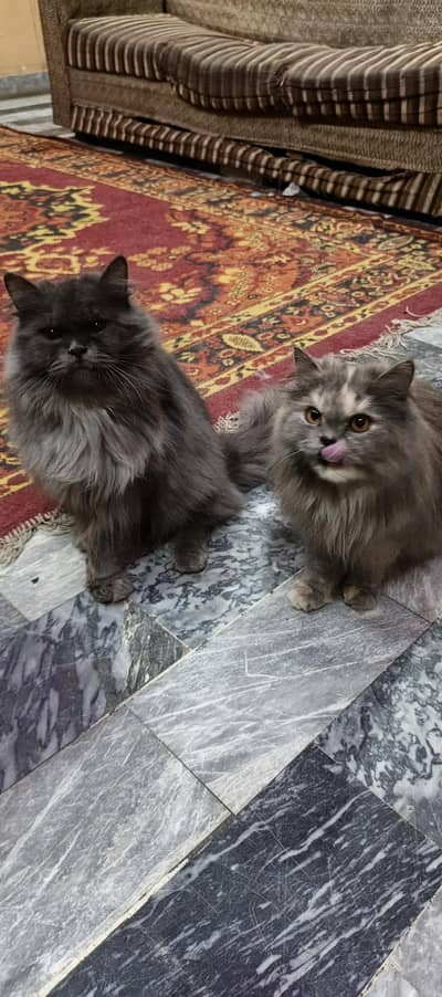 Persian Pair Male and Female