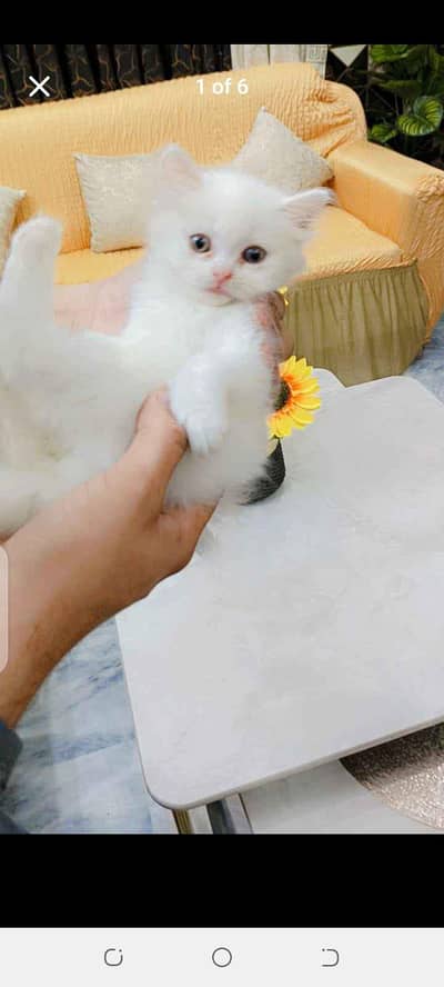 Persian female white cat