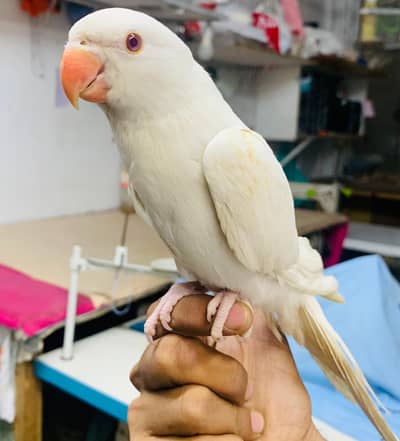 White Ringneck Hand Tame full Friendly Self Piece