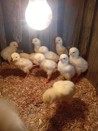 white shamo chicks for sale