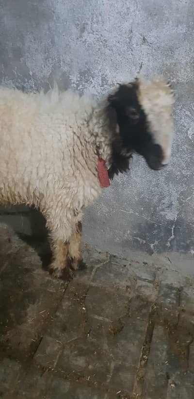 sheep for sale   0.3. 1.8. 0.2. 7.8. 5.1.8