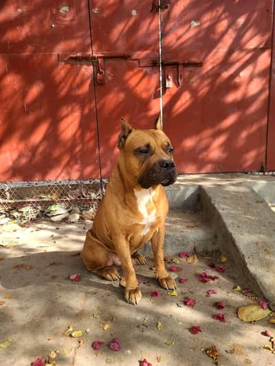 Amrican Bully Male For Sale