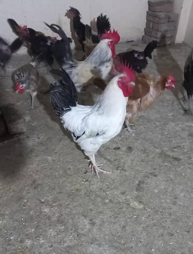 murga or murgiya for sale