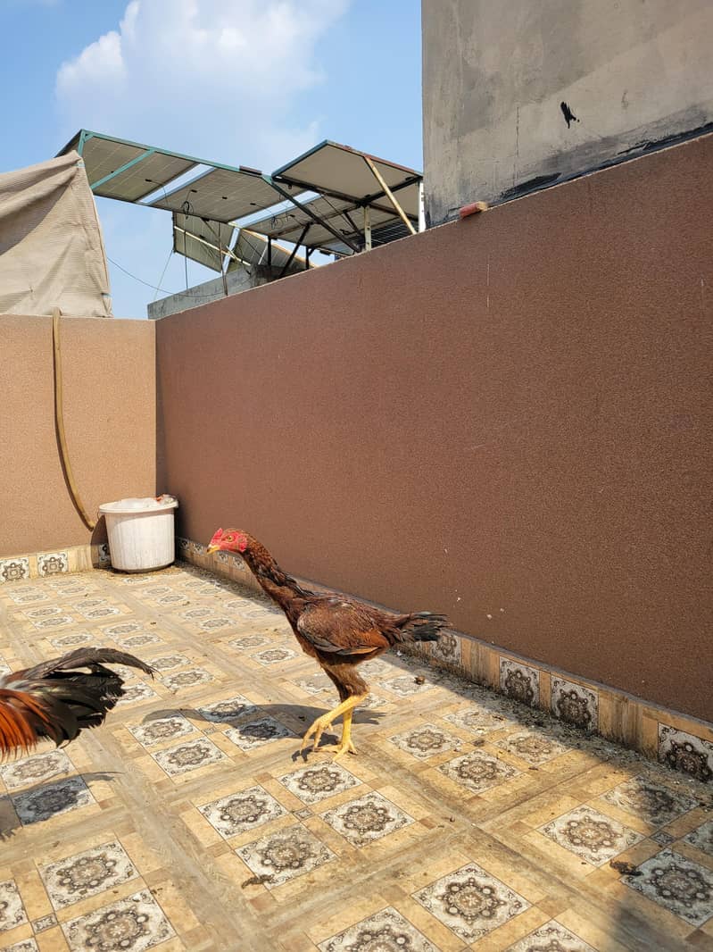 Aseel patha pathia 0