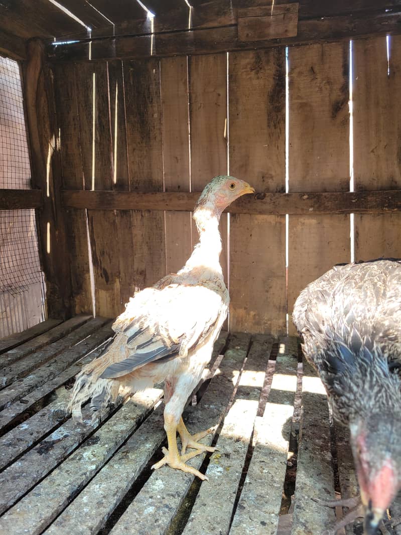 Aseel patha pathia 4