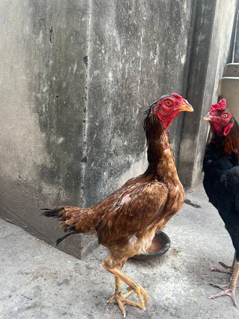 Aseel patha pathia 8