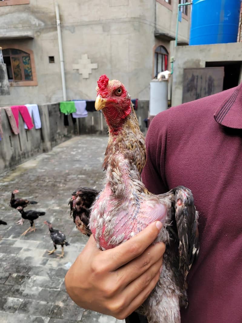 Aseel patha pathia 9