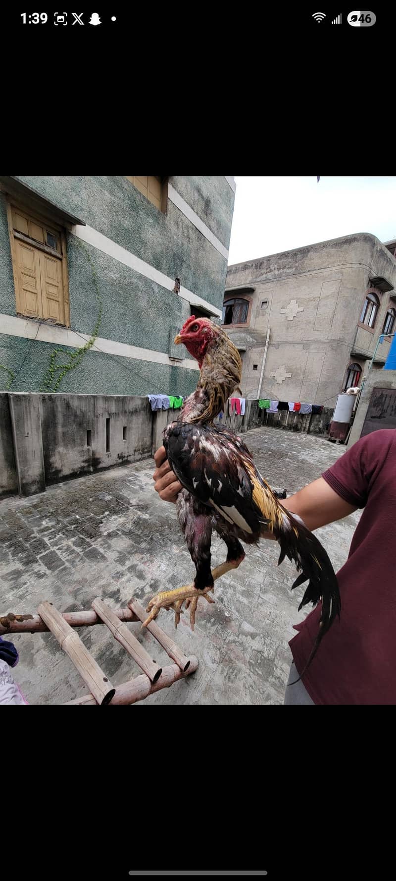 Aseel patha pathia 10