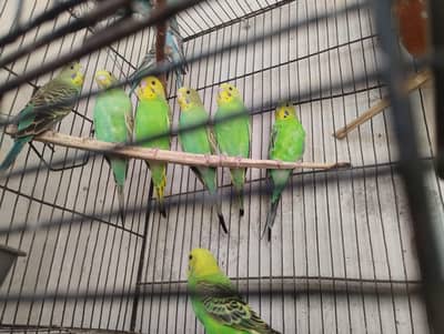 mashallah sahat mand ha bird full redi ha mela female