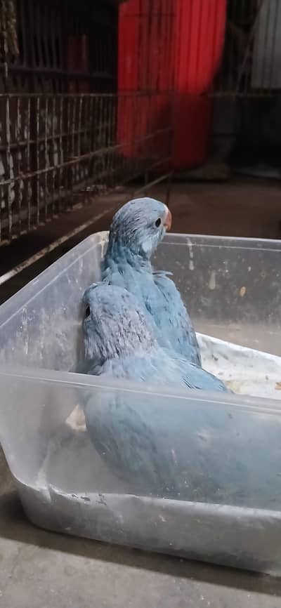 Ma sha Allah Blue Ring Neck Covered babies