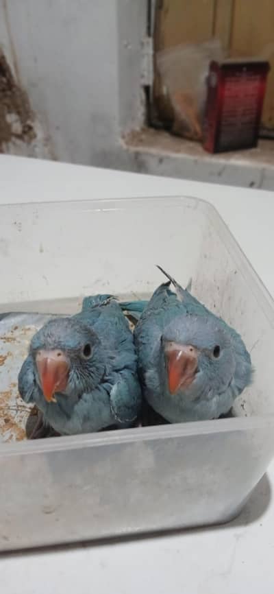 Ɓlue Ṛing Ŋeck full covered avaliable