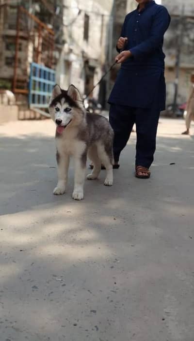 ble eyed siberian husky puppy