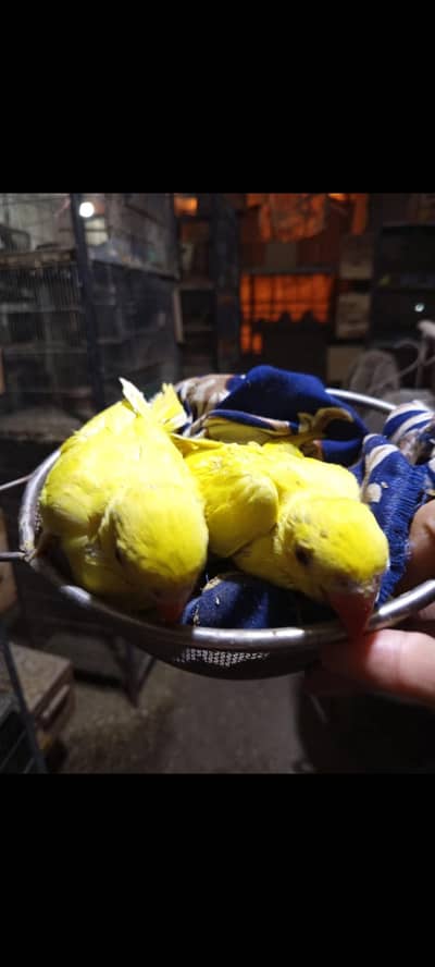 Yellow ringneck Babies Near To Self