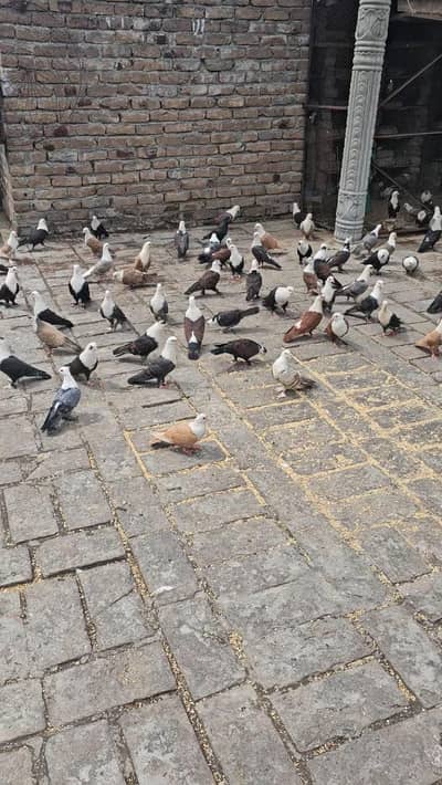Karbalai pigeons for sale