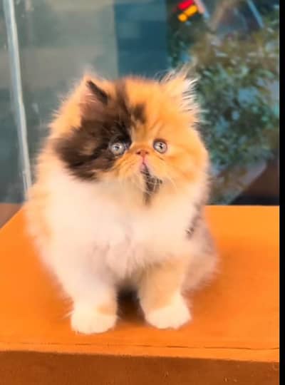 Cat Persian Persian kittens Blue eyes long hair 03/40\58/786\97B⁠-⁠)
