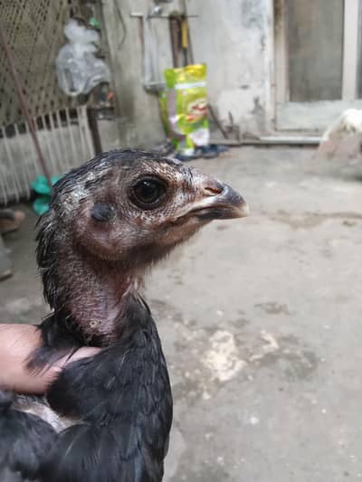 pure Thai Viet chicks active and healthy