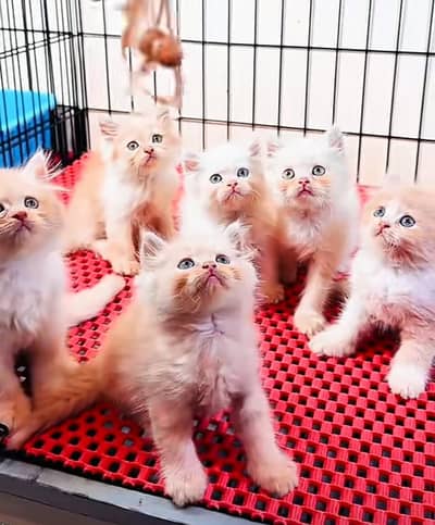 Cat Persian Persian kittens Blue eyes long hair 03/40\58/786\97:⁠-⁠!