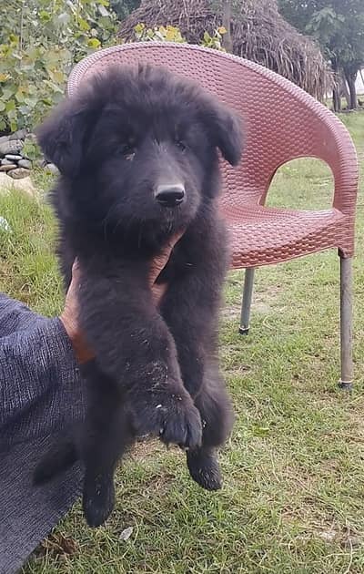 black German shepherd puppy