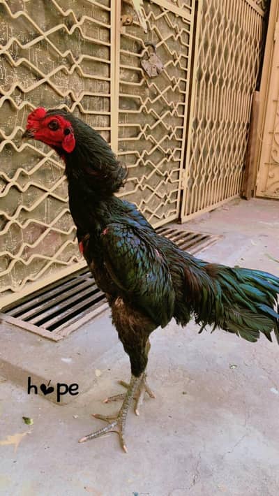 Male 18000 female 10000