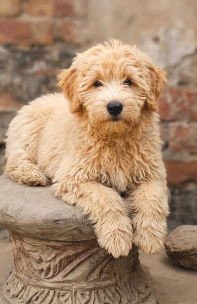 Imported Poodle Male