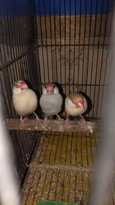 first bread Kara ga 6 piece fawn java 2 opple 2 silver