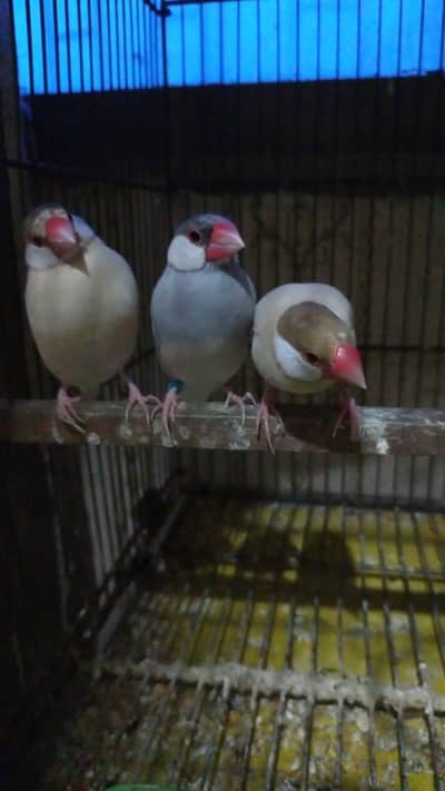 first bread Kara ga 6 piece fawn java 2 opple 2 silver