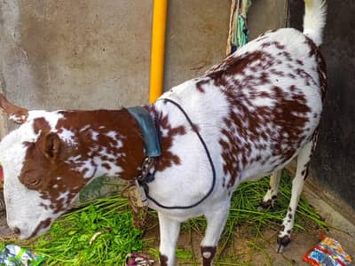 vip tedi bakri 03012922292