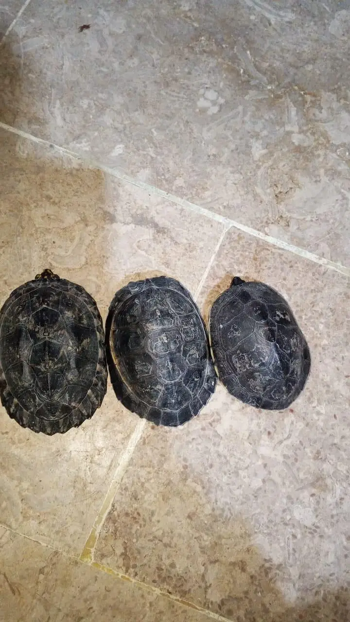 Turtle — photo 5