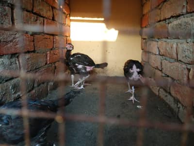 healthy  home  breed  chicke