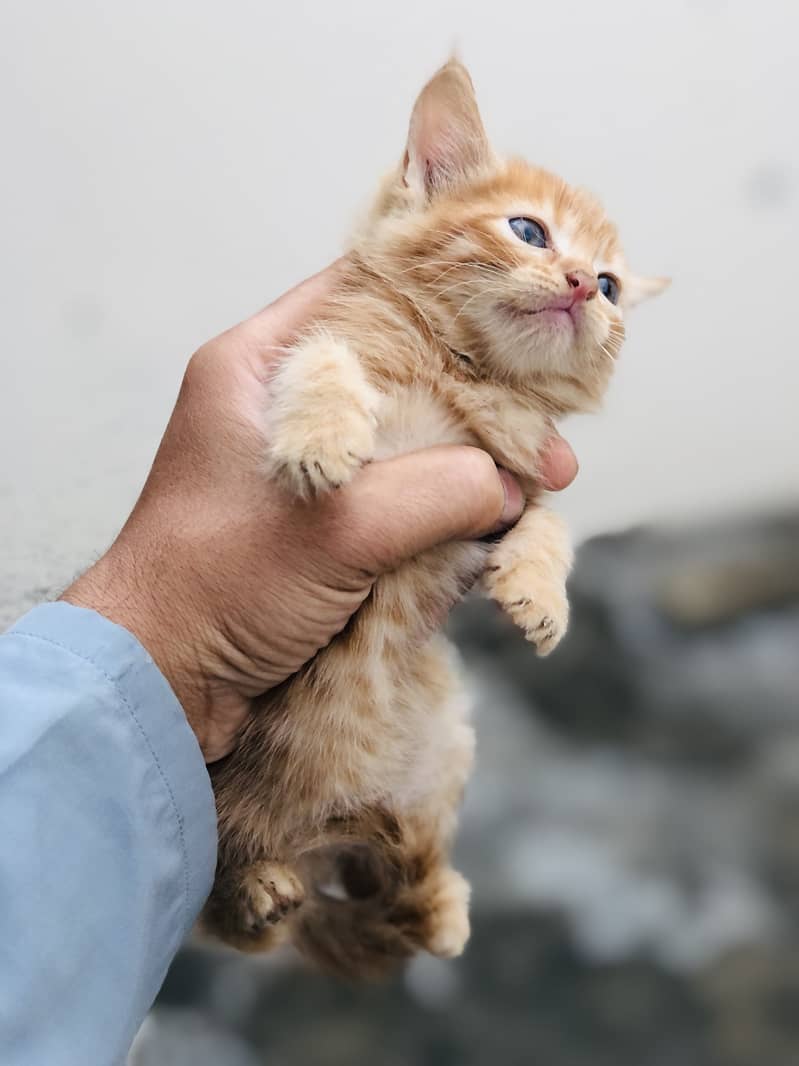 Kitten 0