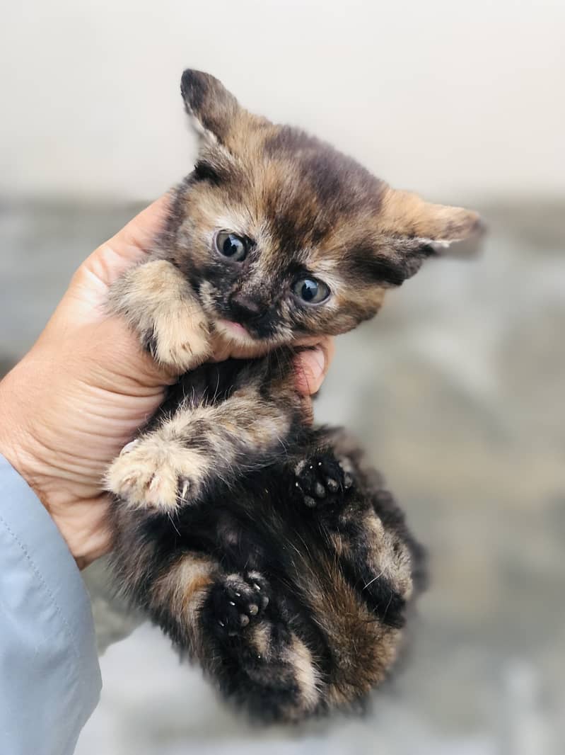 Kitten 1